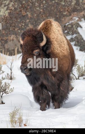 American Bison überwintert im Yellowstone Stockfoto