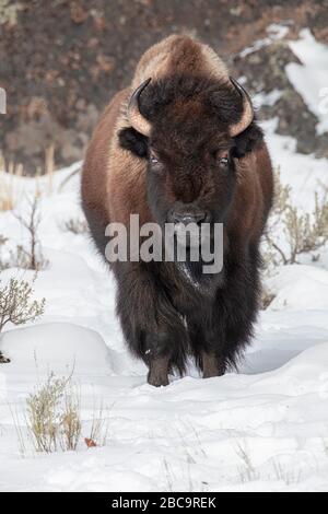 American Bison überwintert im Yellowstone Stockfoto