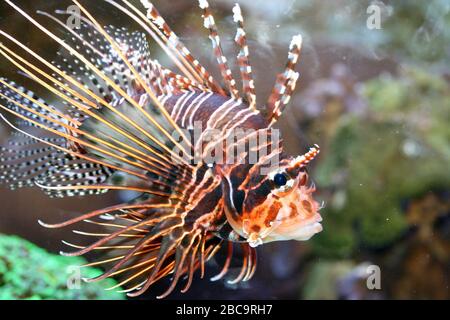 Ein einzelner Antennenfeuerfisch (Pterois-Antennen) Stockfoto