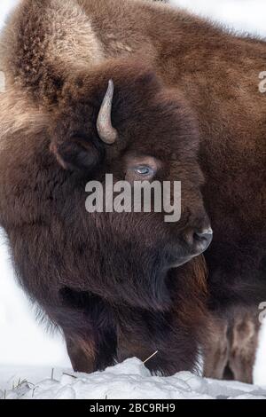 American Bison überwintert im Yellowstone Stockfoto