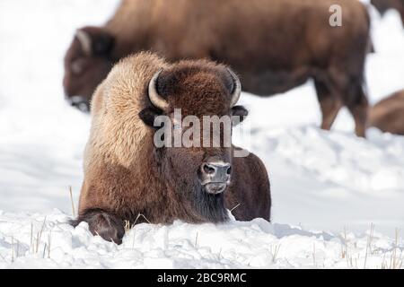 American Bison überwintert im Yellowstone Stockfoto