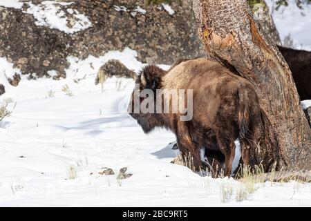 American Bison überwintert im Yellowstone Stockfoto