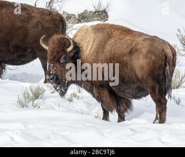 American Bison überwintert im Yellowstone Stockfoto