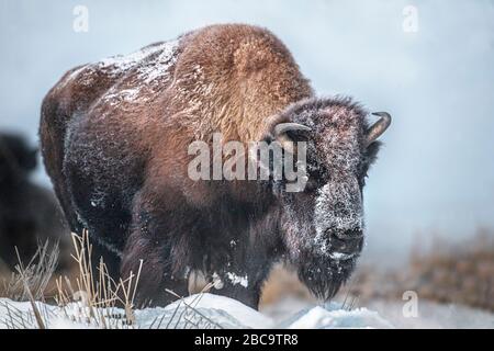 American Bison überwintert im Yellowstone Stockfoto