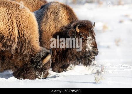 American Bison überwintert im Yellowstone Stockfoto