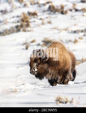 American Bison überwintert im Yellowstone Stockfoto