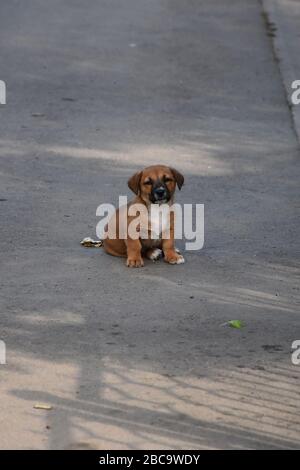 Mitten auf der Straße ist ein schöner kleiner Hund Stockfoto