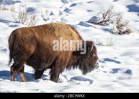 American Bison überwintert im Yellowstone Stockfoto