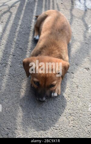 Auf dem Beton liegt ein schöner kleiner Hund Stockfoto