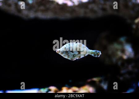 Aiptasia-fressende Fischfische - ( Acreichthys tomentosus ) Stockfoto