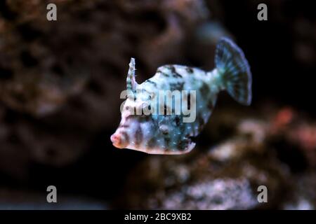 Aiptasia-fressende Fischfische - ( Acreichthys tomentosus ) Stockfoto