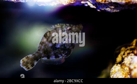 Aiptasia-fressende Fischfische - ( Acreichthys tomentosus ) Stockfoto