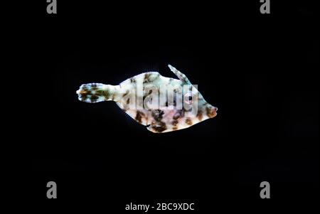 Aiptasia-fressende Fischfische - ( Acreichthys tomentosus ) Stockfoto