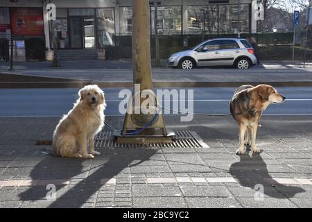 Auf der Straße, auf dem Bürgersteig, waren zwei Hunde an eine Metallbar gebunden. Sie stehen und warten auf die Besitzer. Stockfoto