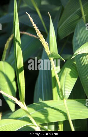 Palmengras (Seteria palmifolia Stockfotografie