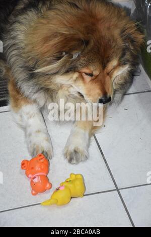 Hund mit ausgestreckten Pfoten und gepfeilten langen schwarzbraunen Haaren. Er liegt auf dem Boden neben seinen beiden Spielzeugen Stockfoto