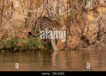 Ein Jaguar am Flussufer im Norden des Pantanal Stockfoto