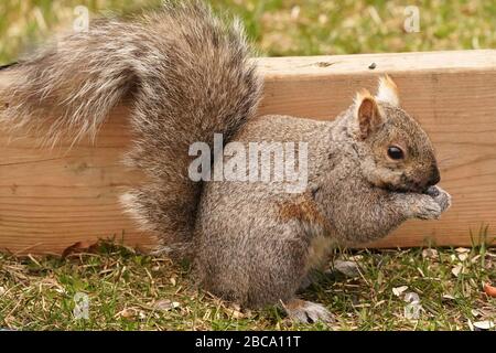 Schwarze und graue Eichhörnchen Stockfoto