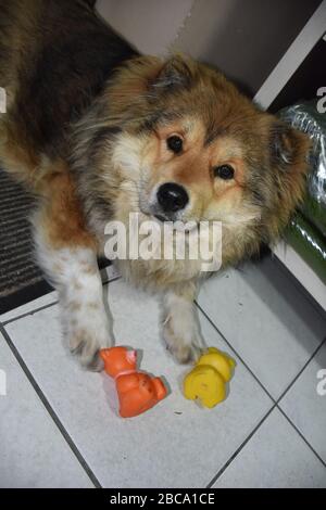 Der Hund liegt im Haus auf dem Boden. Neben ihm sind zwei seiner Spielzeuge. Stockfoto