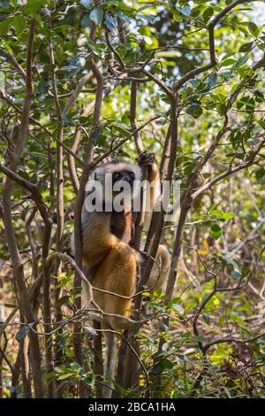 Afrika, Madagaskar, Andasibe. Vakona Forest Lodge, Vakona Reserve. Diademed Sifaka Lemur. Stockfoto