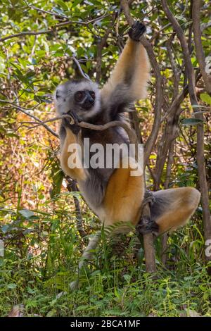 Afrika, Madagaskar, Andasibe. Vakona Forest Lodge, Vakona Reserve. Diademed Sifaka Lemur. Stockfoto