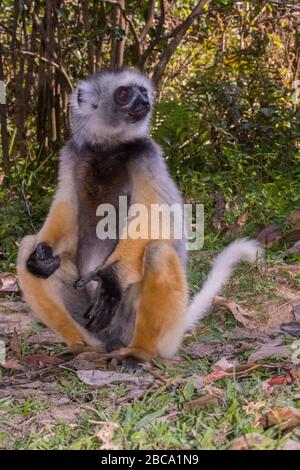 Afrika, Madagaskar, Andasibe. Vakona Forest Lodge, Vakona Reserve. Diademed Sifaka Lemur. Stockfoto