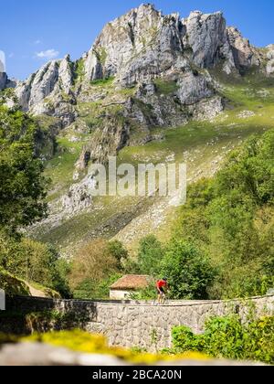 Straßenradsport in Asturien, Nordspanien. Rennradrennfahrer auf der steilen Bergstraße nach Sotres bei Las Arenas de Cabrales im Picos de Europa. Cantabri Stockfoto