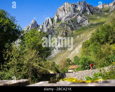 Straßenradsport in Asturien, Nordspanien. Rennradrennfahrer auf der steilen Bergstraße nach Sotres bei Las Arenas de Cabrales im Picos de Europa. Cantabri Stockfoto