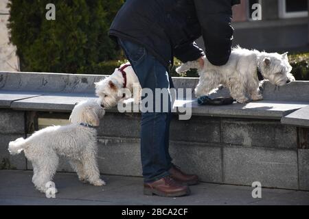 Zwei weiße westschottische Terrier auf einer Betonbank und ein kleiner weißer Hund auf dem Boden haben Spaß in der Sonne mit ihrem Chef Stockfoto