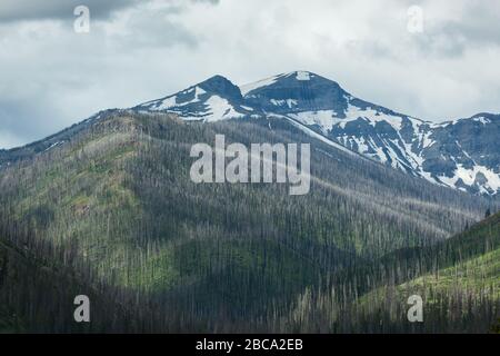 Zerklüftetes Berggelände mit abstehenden Bäumen aus vergangenen Brandschäden und einem weit entfernten schneebedeckten Gipfel im Yellowstone National Park, Wyoming. Stockfoto