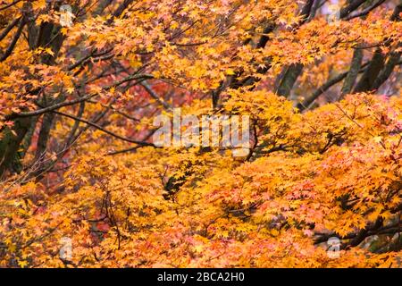 Gelbe, orangefarbene Ahorn-Blätter. Saisonaler Hintergrund. Stockfoto