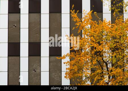 Gelber Herbstbaum gegen schwarz-weiße vertikale Streifen auf einem Bullymuster. Stockfoto