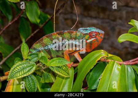 Afrika; Madagaskar, Analamazaotra Sonderreservat im Andasibe-Mantadia Nationalpark. Panther Chamäleon. Stockfoto