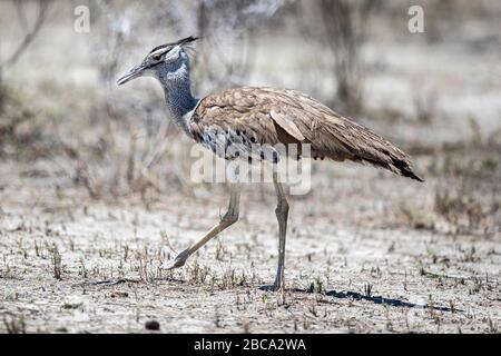 A kori bustard spaziert am 8. Dezember 2019 auf der Seite der Straße im Etosha-Nationalpark in Namibia, Afrika. (Foto: Gordon Donovan) Stockfoto