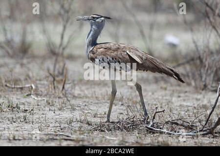 A kori bustard spaziert am 8. Dezember 2019 auf der Seite der Straße im Etosha-Nationalpark in Namibia, Afrika. (Foto: Gordon Donovan) Stockfoto