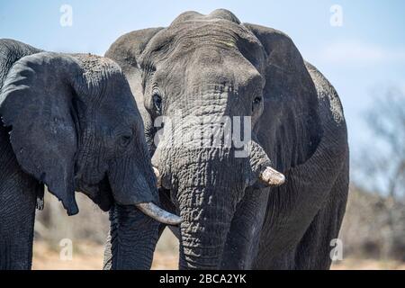 Zwei Elefanten trinken am 8. Dezember 2019 aus dem Tsumcor Wasserloch im Etosha-Nationalpark in der afrikanischen Republik. (Foto: Gordon Donovan) Stockfoto