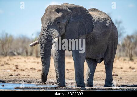 Ein Elefant trinkt am 8. Dezember 2019 aus dem Tsumcor Wasserloch im Etosha National Park in Namibia, Afrika. (Foto: Gordon Donovan) Stockfoto