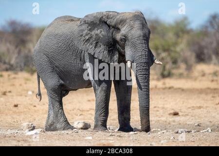 Ein Elefant trinkt am 8. Dezember 2019 aus dem Tsumcor Wasserloch im Etosha National Park in Namibia, Afrika. (Foto: Gordon Donovan) Stockfoto