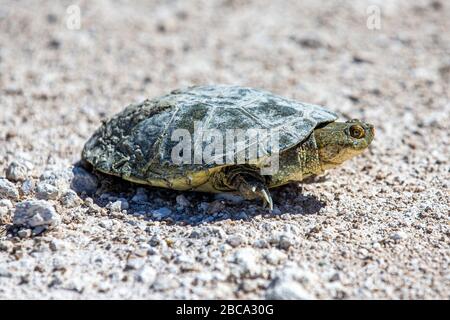 Am 8. Dezember 2019 überquert eine Schildkröte die Schotterstraße im Etosha-Nationalpark in Namibia, Afrika. (Foto: Gordon Donovan) Stockfoto