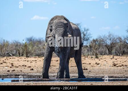 Ein Elefant trinkt am 8. Dezember 2019 aus dem Tsumcor Wasserloch im Etosha National Park in Namibia, Afrika. (Foto: Gordon Donovan) Stockfoto