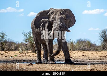 Ein Elefant trinkt am 8. Dezember 2019 aus dem Tsumcor Wasserloch im Etosha National Park in Namibia, Afrika. (Foto: Gordon Donovan) Stockfoto