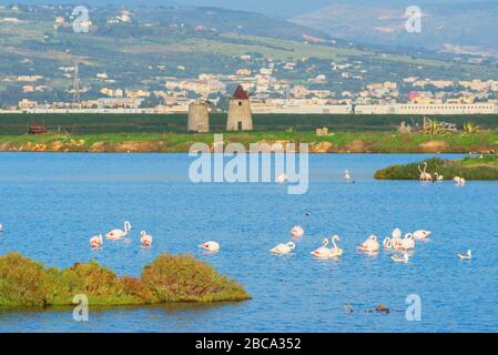 Rosa Flamingos (Phönicopterus roseus) in einem Sumpf, Trapani, Sizilien, Italien Stockfoto