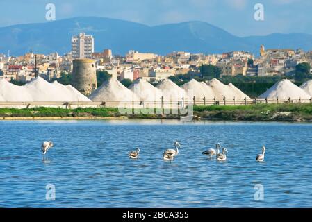 Flamingos in einem Sumpf (Phönicopterus ruber), Pachino WWF National Park, Trapani, Sizilien, Italien Stockfoto