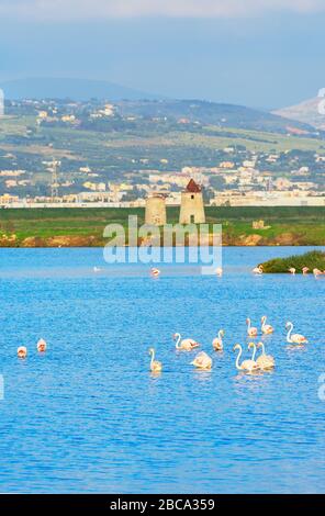 Rosa Flamingos (Phönicopterus roseus) in einem Sumpf, Trapani, Sizilien, Italien Stockfoto