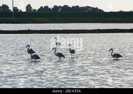 Flamingos in einem Sumpf (Phönicopterus ruber), Pachino WWF National Park, Trapani, Sizilien, Italien Stockfoto