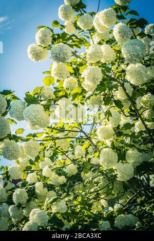 Blühende weiße Bälle mit Vibrunumblume im Frühling Stockfoto