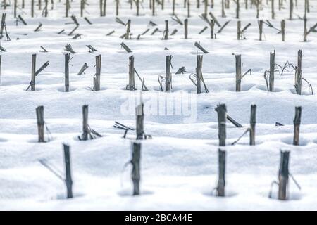 Weizen-Stoppelfeld im Winter mit Schnee und Nebel, Sedico, belluno, italien Stockfoto