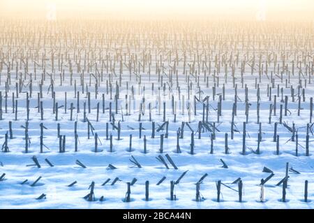 Weizen-Stoppelfeld im Winter mit Schnee und Nebel, Sedico, belluno, italien Stockfoto