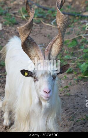 Girgentana Goat (Capra aegagrus hircus), Tal der Tempel, Agrigent, Sizilien, Italien Stockfoto