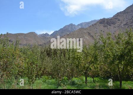 Ein Obstgarten in der Nähe des Dorfes Aroumd (bewaffnet) im Ait Mizane Tal, in der Nähe des Mt Toubkal im Hohen Atlas von Marokko. Stockfoto